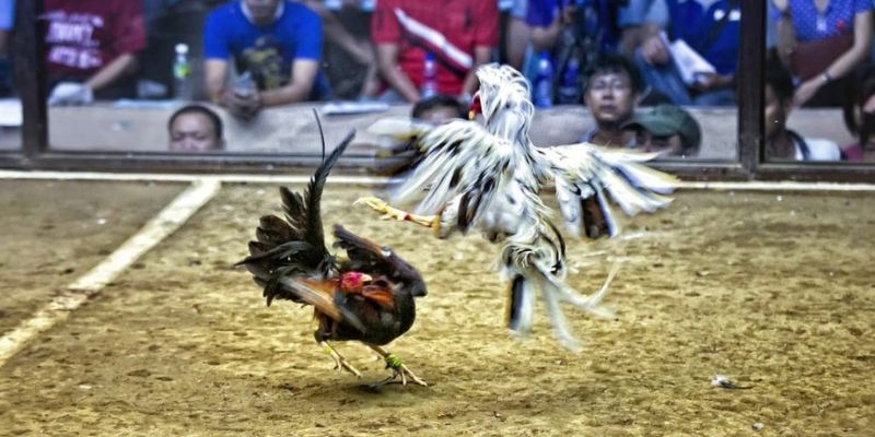 789win7 qq88 bắn cá